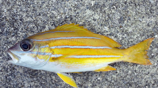 1109_yosujifuedai