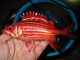 1125_teriebisu