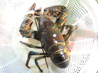 1209_americanlobster