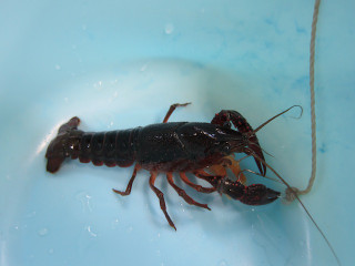 1209_americazarigani_2