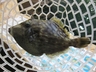 1209_kawahagi