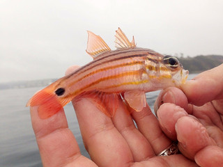 1215_kosujiishimochi