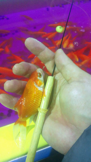 1227_kingyo_2