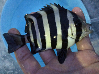 131004_ide_fish1