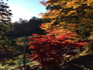 131123momiji1
