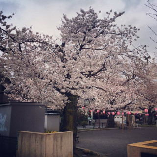 140331sakura1