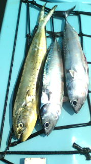 20110817092909