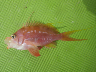 20130110_sakuradai