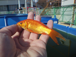 20130204_kingyo