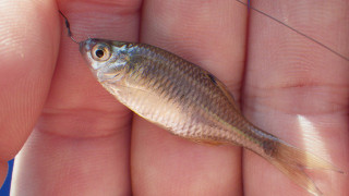 20130204_tairikubaratanago