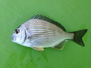 20130222_hedai