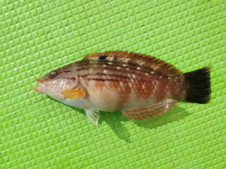 20130222_hoshisasanohabera