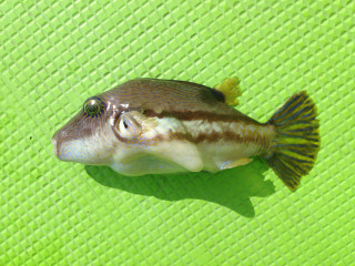20130222_kitamakura
