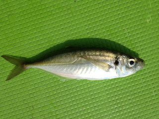 20130222_maaji