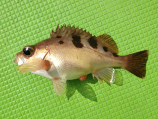 20130222_togottomebaru