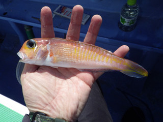 20130306_akaamadai