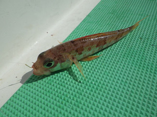 20130306_hime
