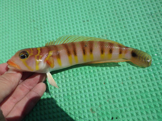 20130306_okitoragisu