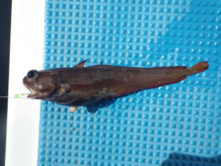 20130315_chigodara
