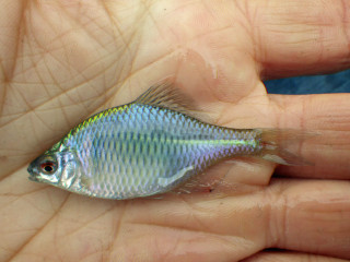 20130326_tairikubaratanago