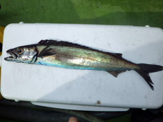 20130329_kurosibikamasu
