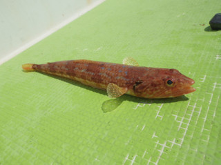 20130423_hosinoeso