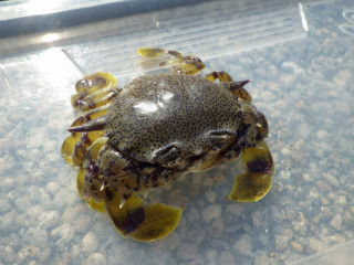 20130505_kinsengani