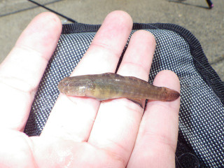 20130513_akaobishimahazejpg