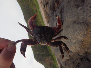 20130531_iwagani_ide