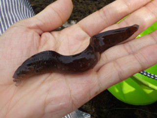 20130609_benitsukeginpo_2