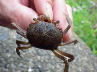 20130609_hamagani