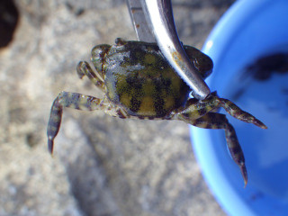 20130618_isogani_ide