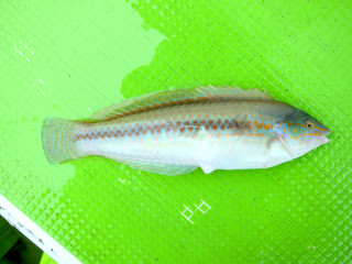 20130621_kyuusen_o2