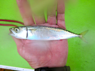 20130621_masaba_o2
