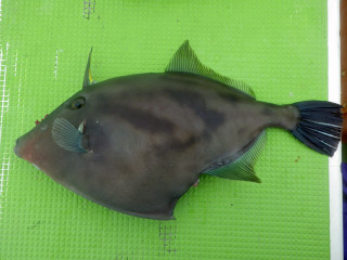 20130621_umazurahagi