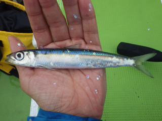 20130621_urumeiwashi