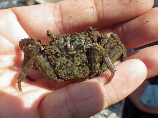 20130707_kakubenkeigani