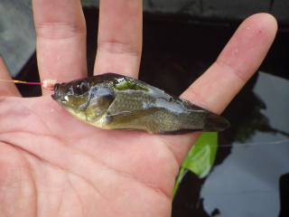 20130708_unknown4_ide