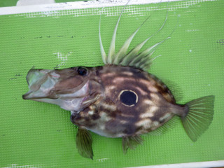 20130716_matoudai