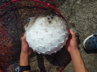 20130805_ishigakifugu