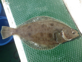 2013_0117_mushigarei