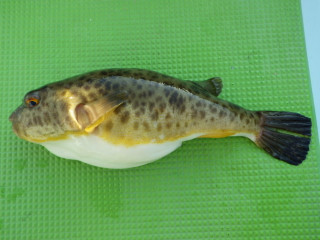 2013_0222_higanfugu_2