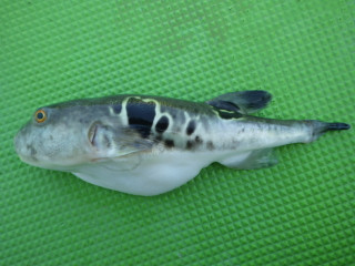 2013_0222_torafugu_2
