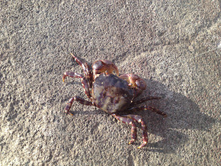 0903_isogani