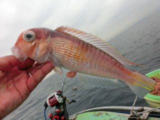 Amadai1