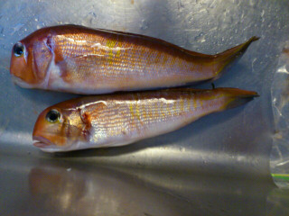 Amadai3035