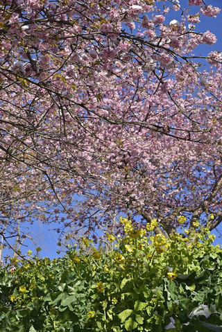Arak_4_2
