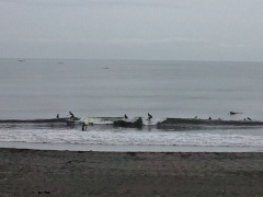 Beachimage_0730 Beachimage_0730