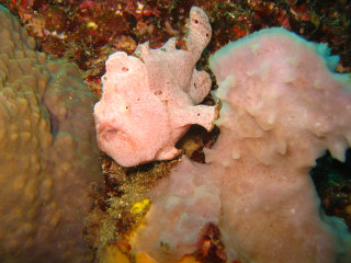 Dive_oomonkaeruankou