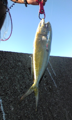 Image0261